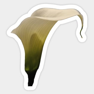 White Calla Lily Sticker